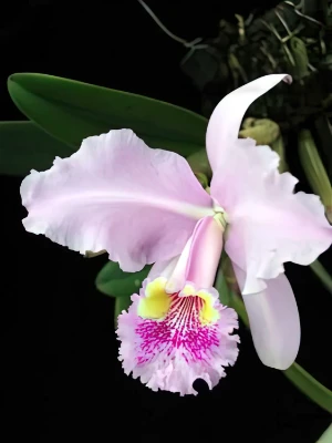 Image de Cattleya lueddemanniana var. lueddemanniana 3